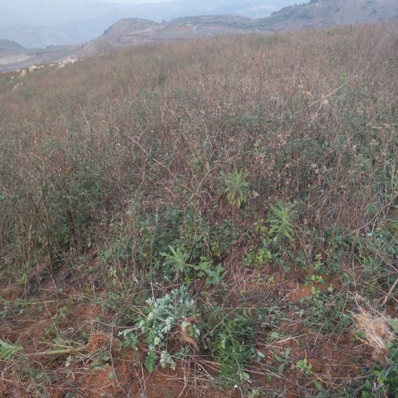 山地毛芋头，自己家种的