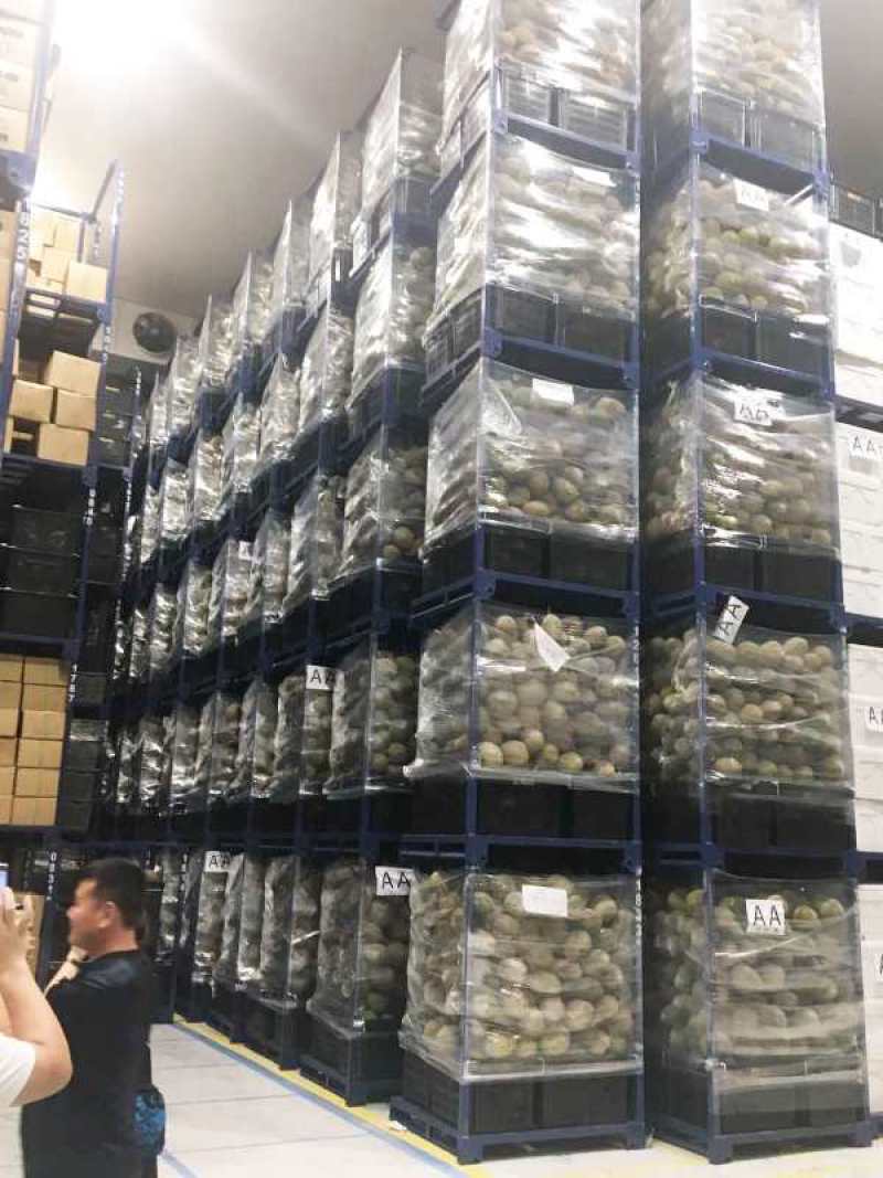 正宗马来西亚猫山王D197双a规格4-6头优惠热销