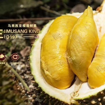 正宗马来西亚猫山王D197双a规格4-6头优惠热销