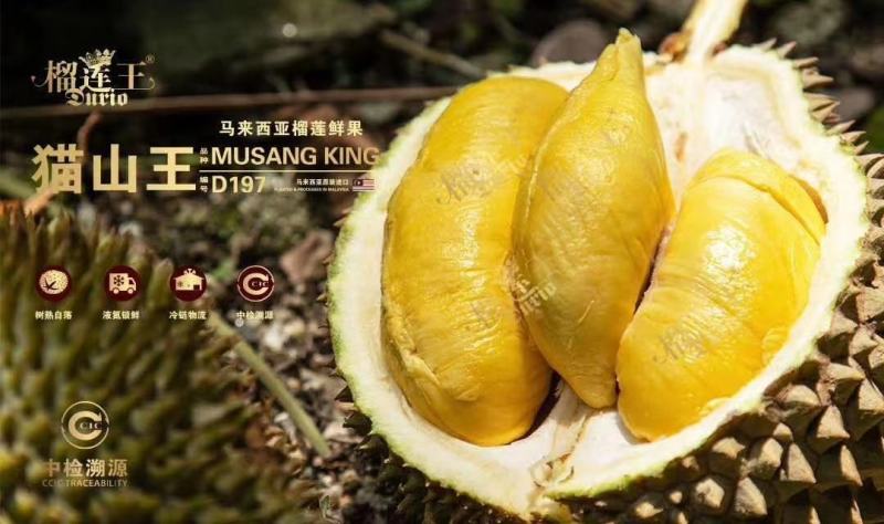 正宗马来西亚猫山王D197双a规格4-6头优惠热销
