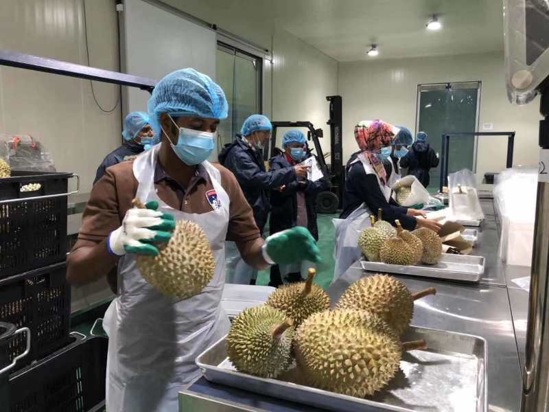 正宗马来西亚猫山王D197双a规格4-6头优惠热销