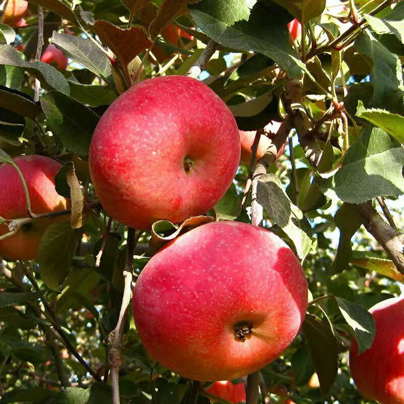 红富士阿克苏冰糖心苹果高山丑苹果批发一件代发走市场