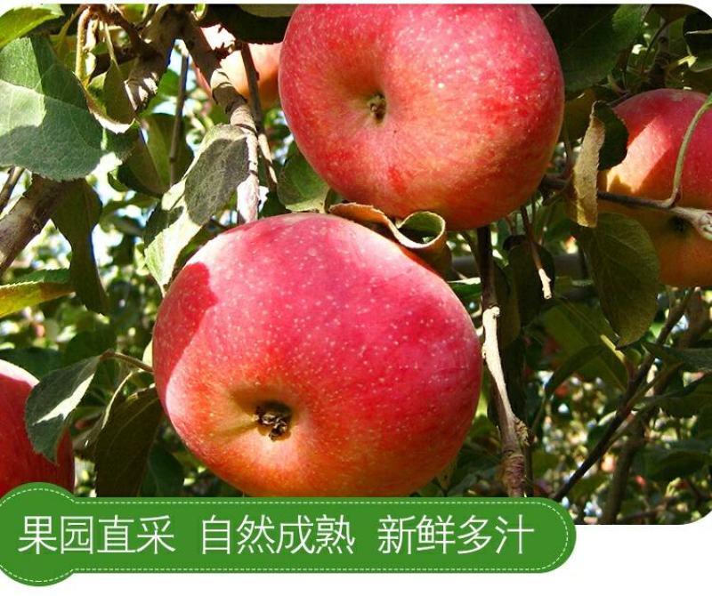 红富士冰糖心苹果精品大果一箱10斤装支持各平台直播精品果