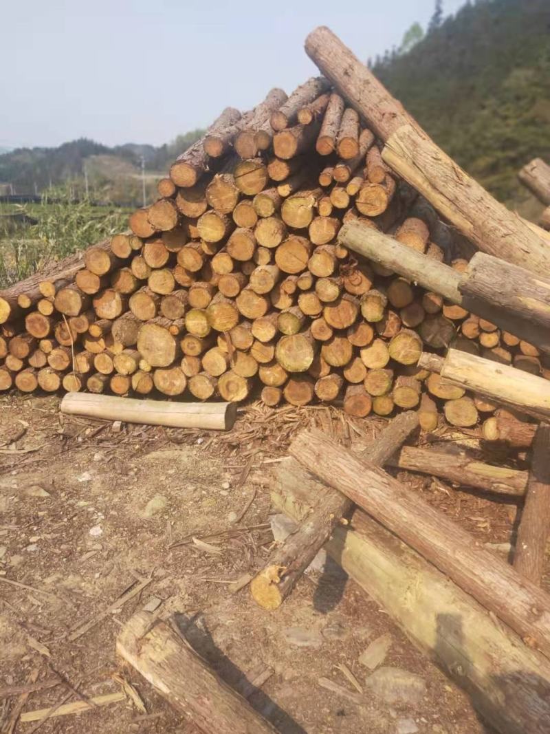 大量供应杉木，原木，杉杆