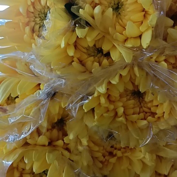 广东基地优选黄菊直供