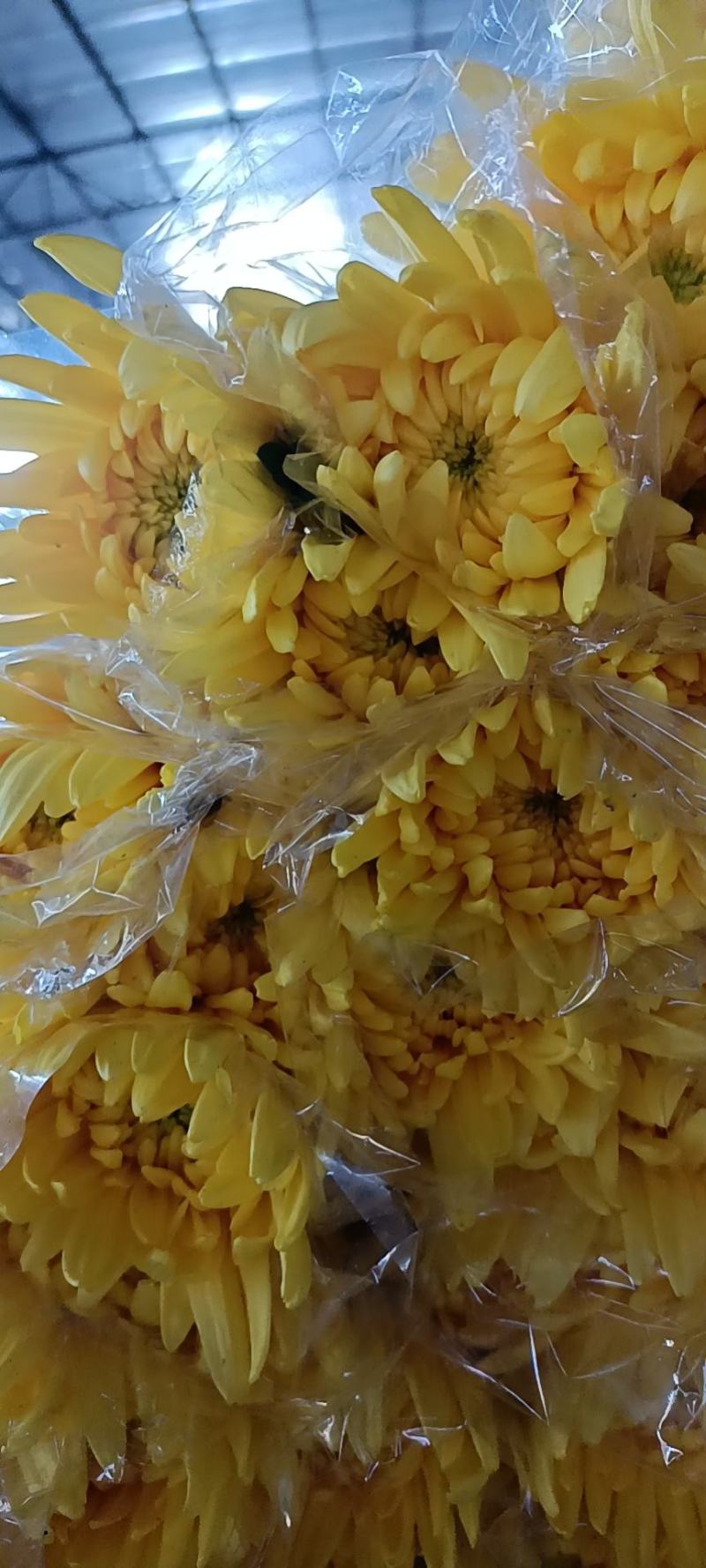 广东基地优选黄菊直供
