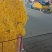 广东基地优选黄菊直供
