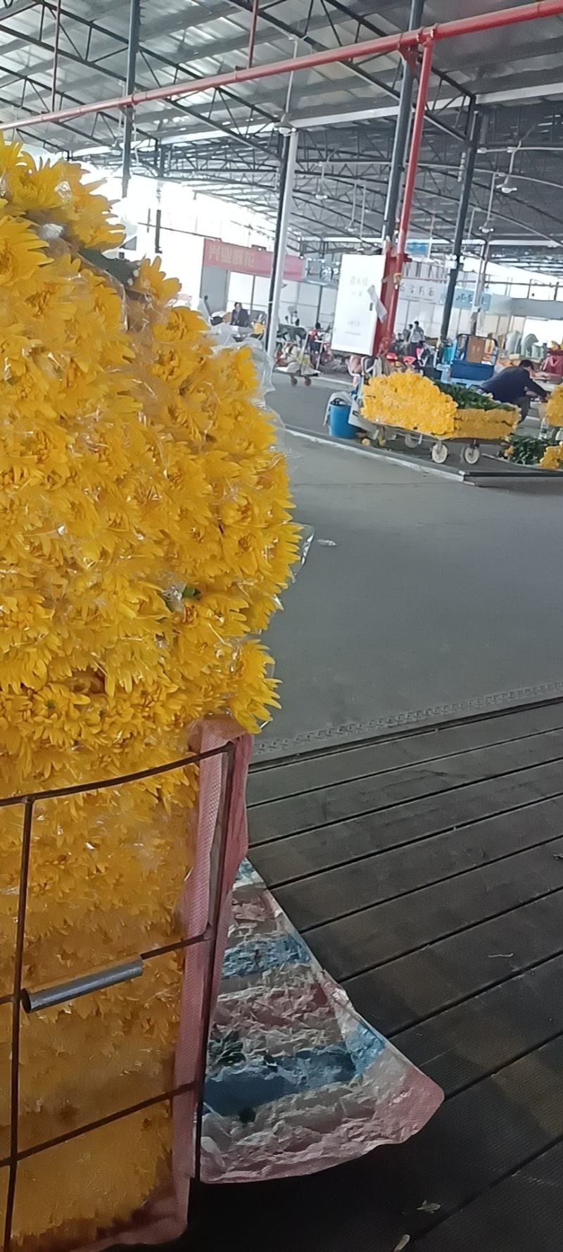 广东基地优选黄菊直供