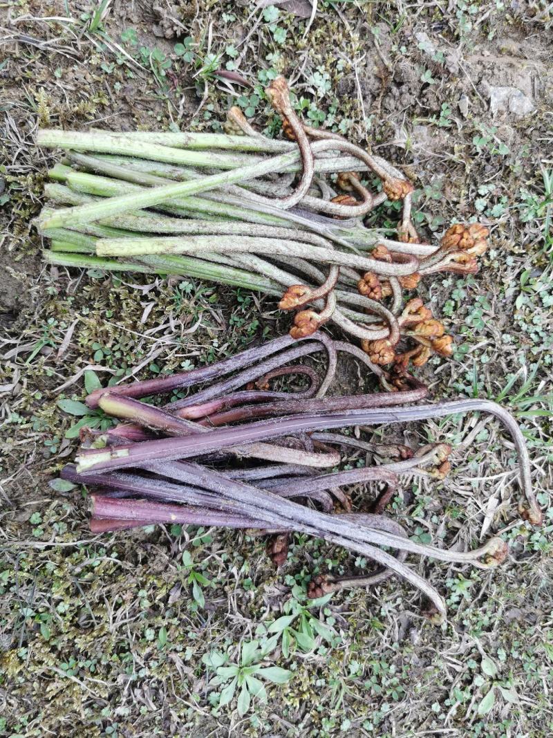 贵州高山野生蕨菜基地