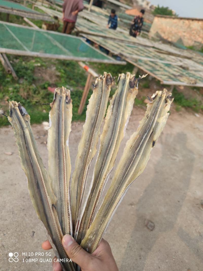 北部湾深海鳗鱼片鳗鱼干鱼干货小鱼干晒厂直销