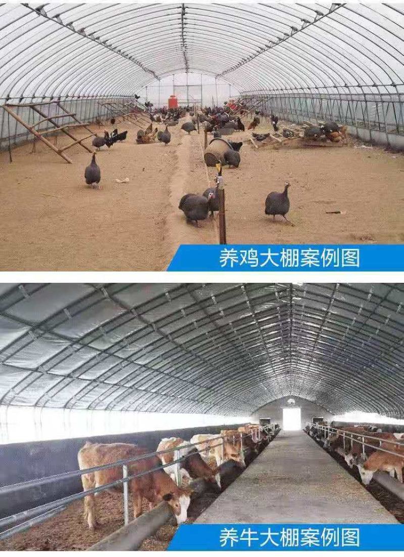 成套大棚货到付款养殖大棚养猪牛羊鸡鸭鸽鹅大棚