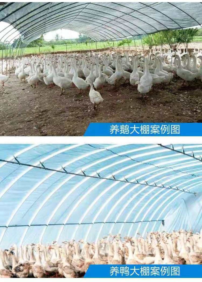 成套大棚货到付款养殖大棚养猪牛羊鸡鸭鸽鹅大棚