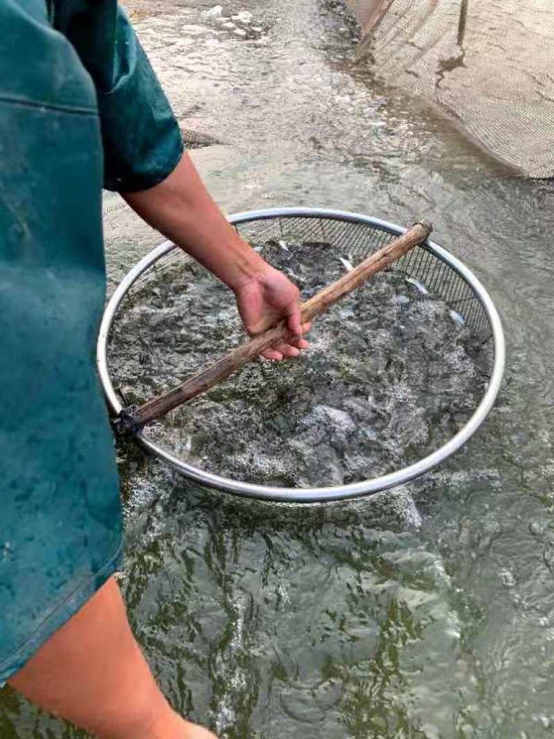 鲮鱼苗自产自销一手货源量大从优可现场参观考察