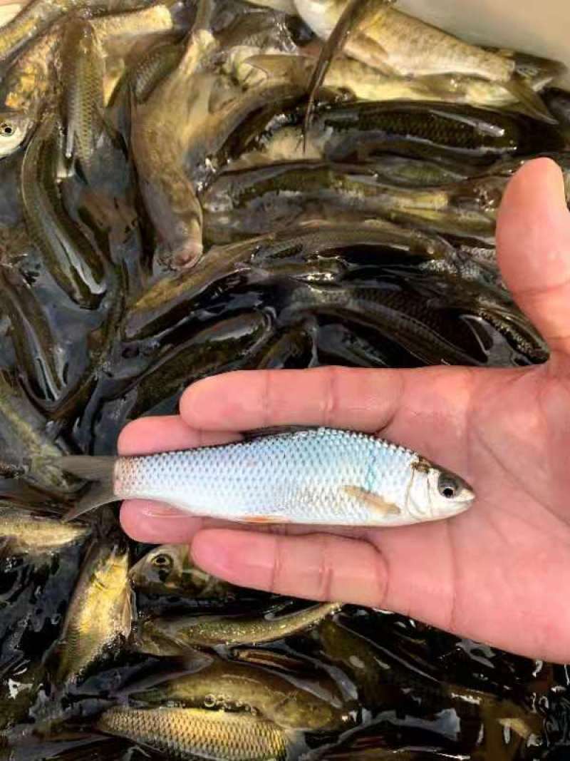 鲮鱼苗自产自销一手货源量大从优可现场参观考察