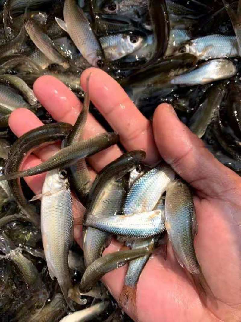 鲮鱼苗自产自销一手货源量大从优可现场参观考察