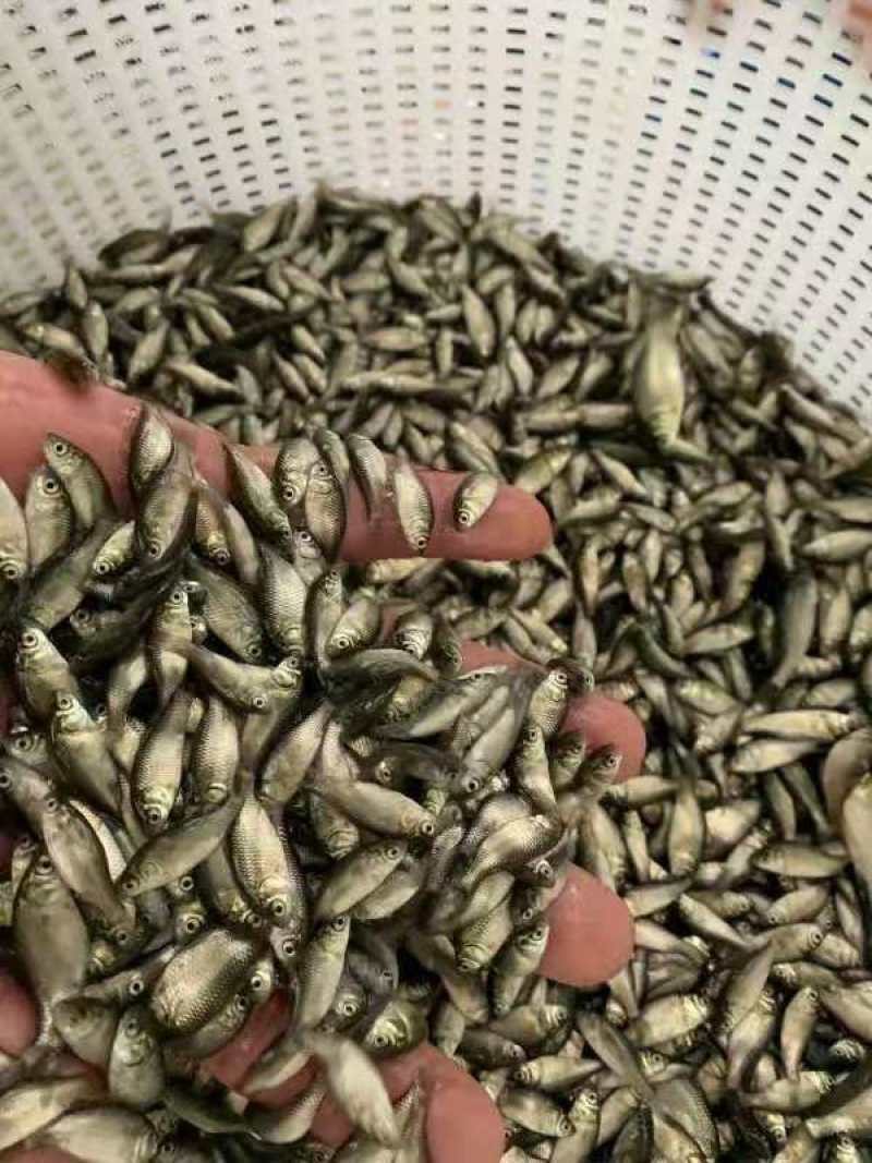 优质鲫鱼苗工程鲫鱼苗，中科三号鲫鱼苗高产易养殖