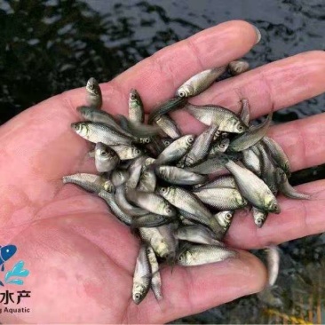 优质鲫鱼苗工程鲫鱼苗,中科三号鲫鱼苗高产易养殖