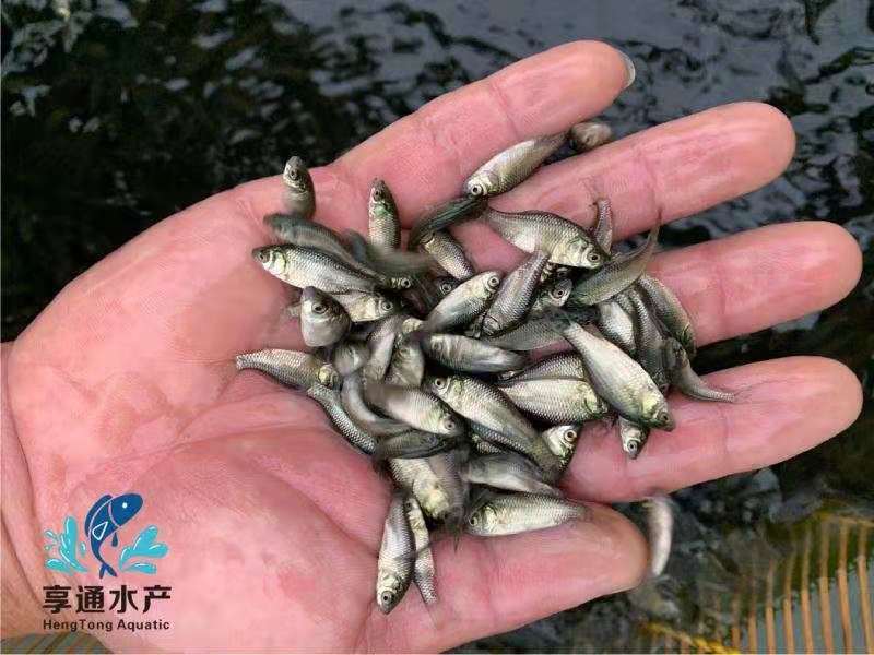 优质鲫鱼苗工程鲫鱼苗，中科三号鲫鱼苗高产易养殖