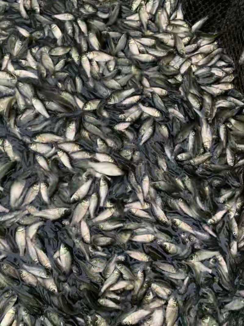 优质鲫鱼苗工程鲫鱼苗，中科三号鲫鱼苗高产易养殖