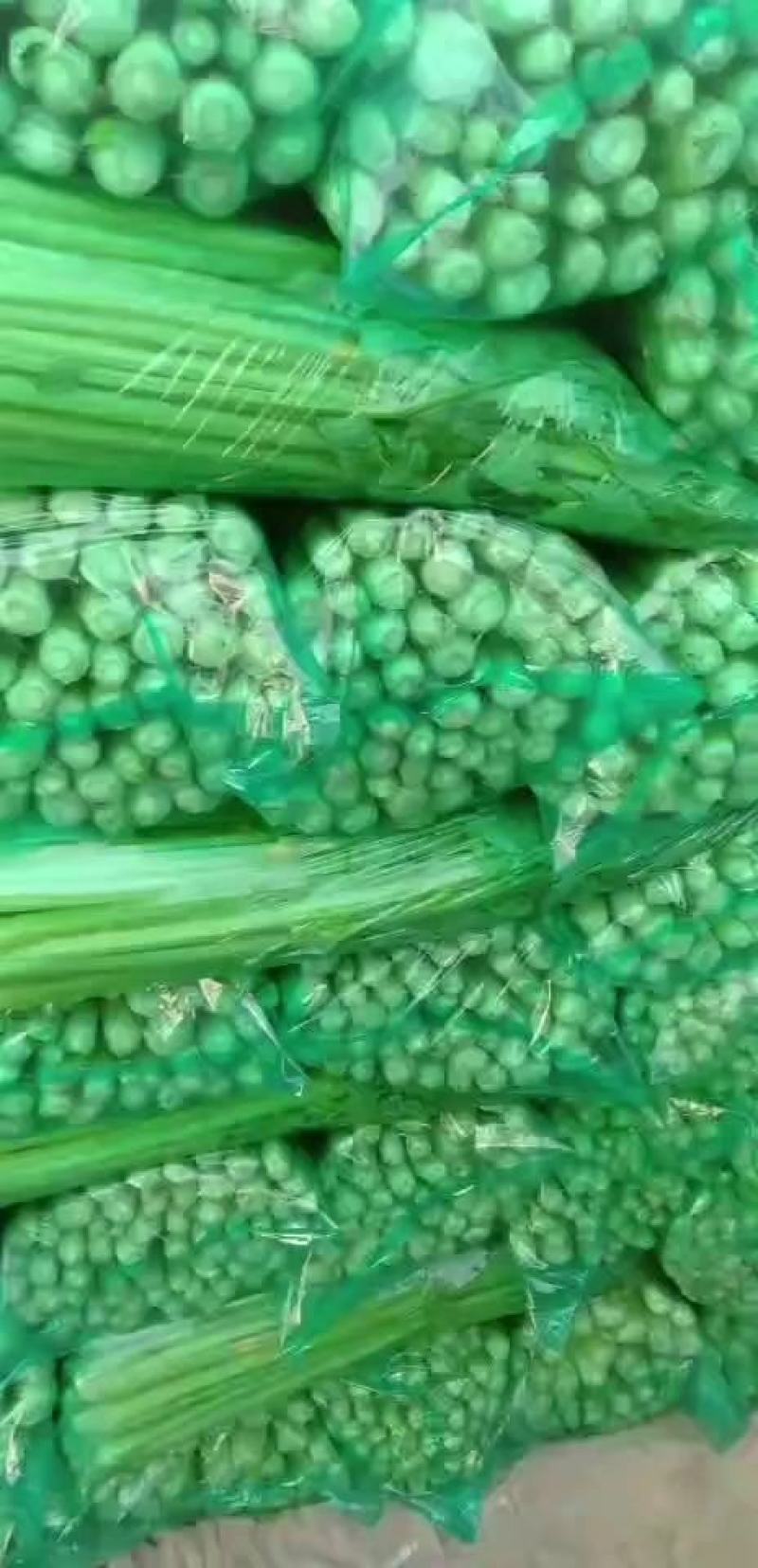 精品芹菜大量上市中欢迎新老客户致电咨询常年有货