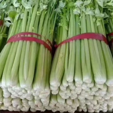 精品芹菜大量上市中欢迎新老客户致电咨询常年有货