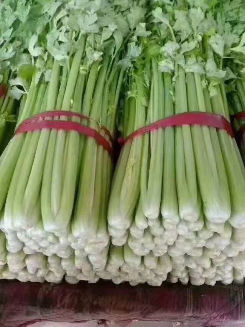 精品芹菜大量上市中欢迎新老客户致电咨询常年有货