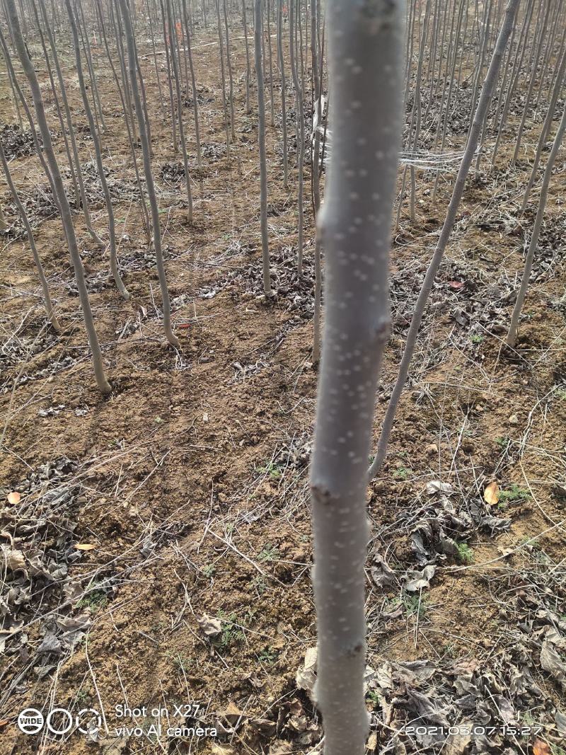 【杜仲树苗】2O0亩种植基地，各种规格都有