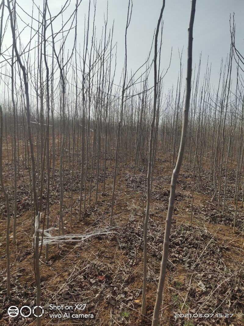 【杜仲树苗】2O0亩种植基地，各种规格都有
