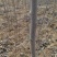 【杜仲树苗】2O0亩种植基地，各种规格都有