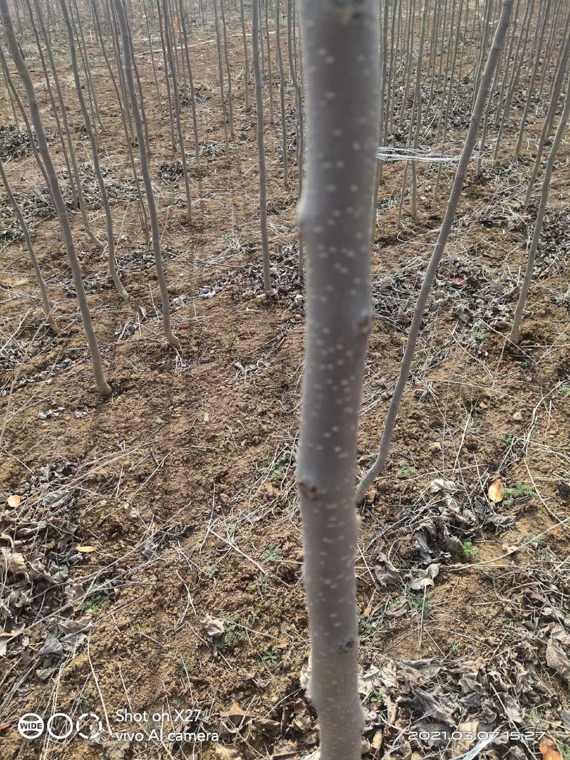 【杜仲树苗】2O0亩种植基地，各种规格都有