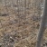 【杜仲树苗】2O0亩种植基地，各种规格都有