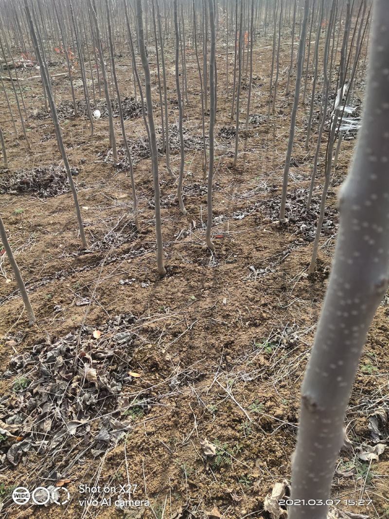 【杜仲树苗】2O0亩种植基地，各种规格都有
