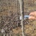 【杜仲树苗】2O0亩种植基地，各种规格都有
