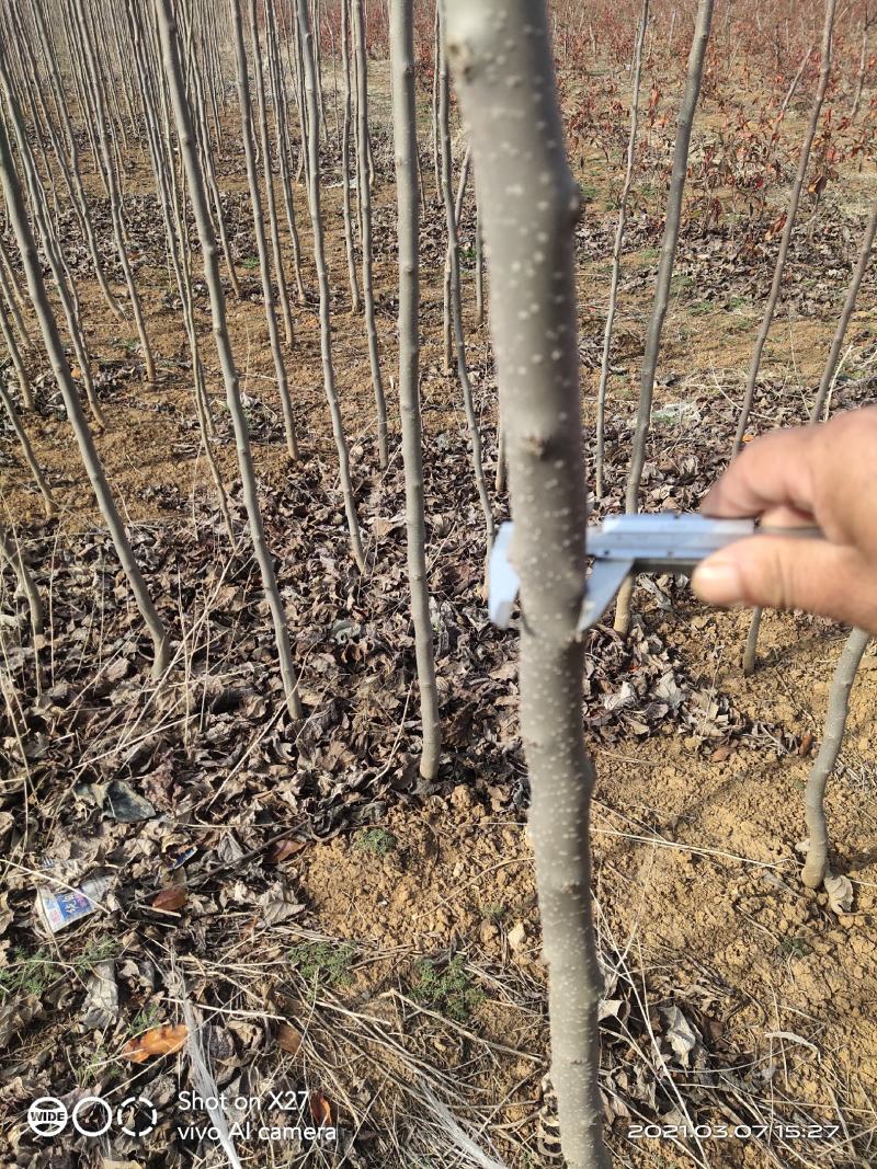 【杜仲树苗】2O0亩种植基地，各种规格都有