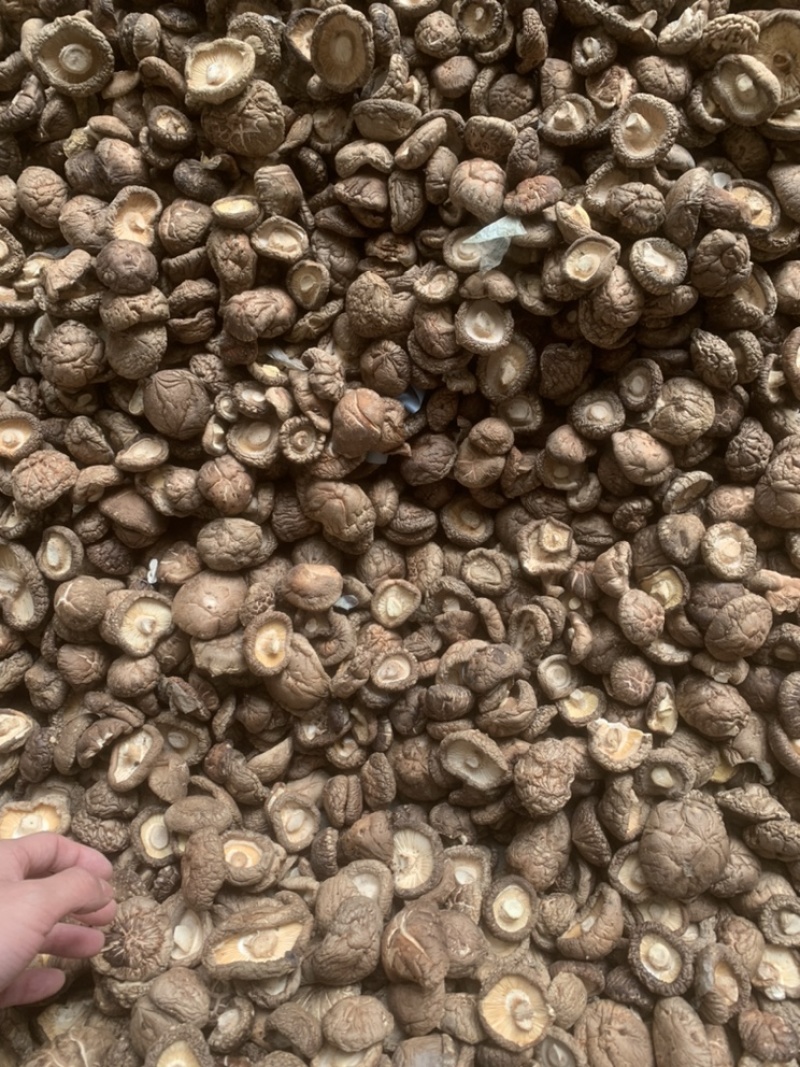 【优质面菇，产地直销】21年新货，货源充足，大量批发