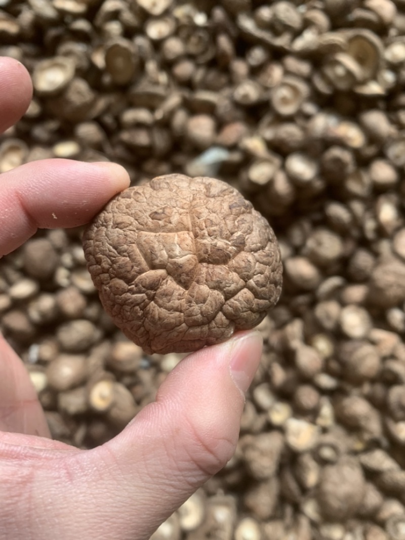 【优质面菇，产地直销】21年新货，货源充足，大量批发