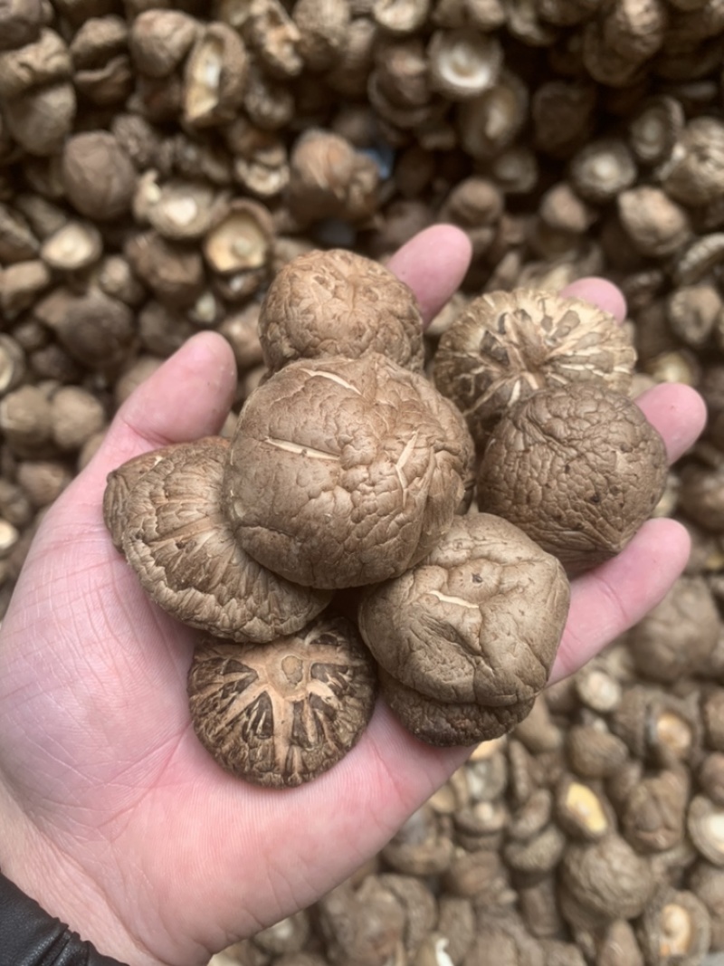 【优质面菇，产地直销】21年新货，货源充足，大量批发