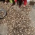 【优质面菇,产地直销】21年新货,货源充足,大量批发