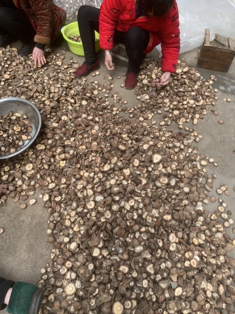 【优质面菇，产地直销】21年新货，货源充足，大量批发