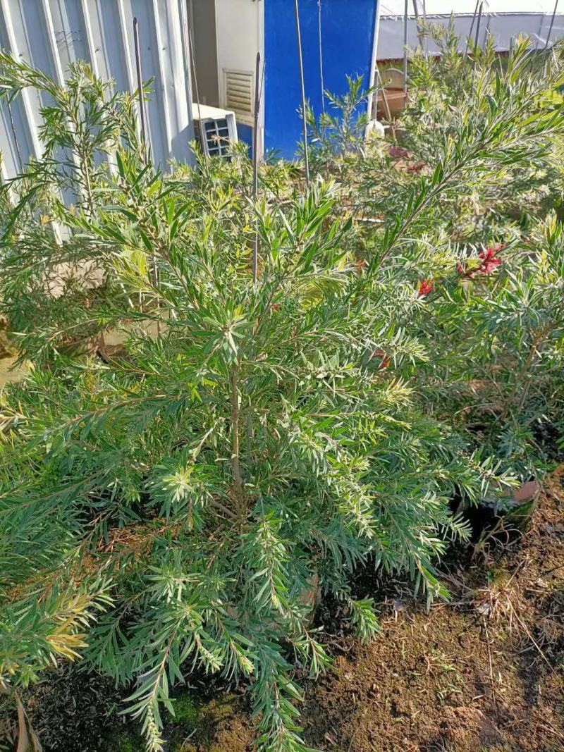 福建省漳州市供应绿化庭院设计，红千层。产地直销价大小规格