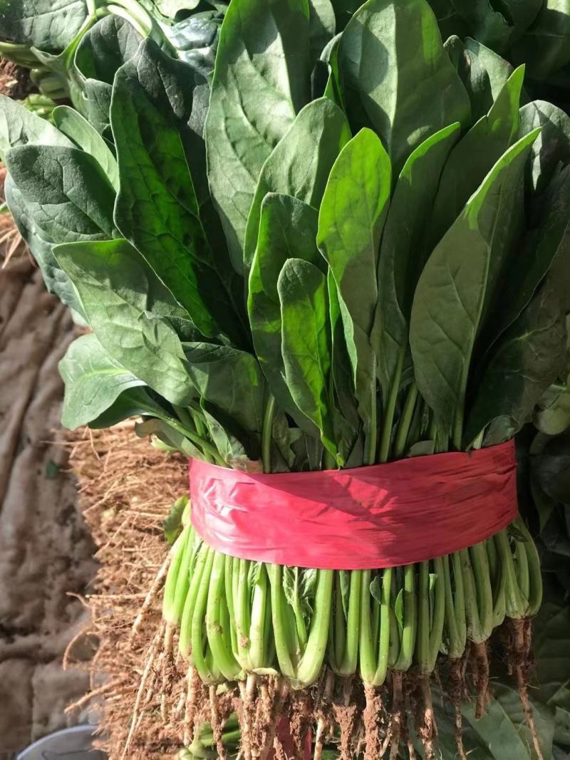 精品菠菜大量上市欢迎新老客户致电订购可打精包装可大冷