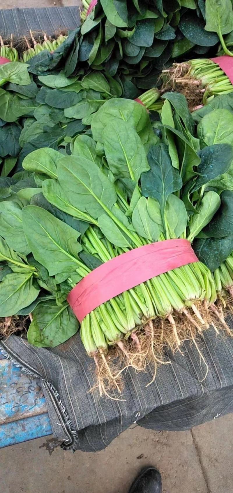 精品菠菜大量上市欢迎新老客户致电订购可打精包装可大冷