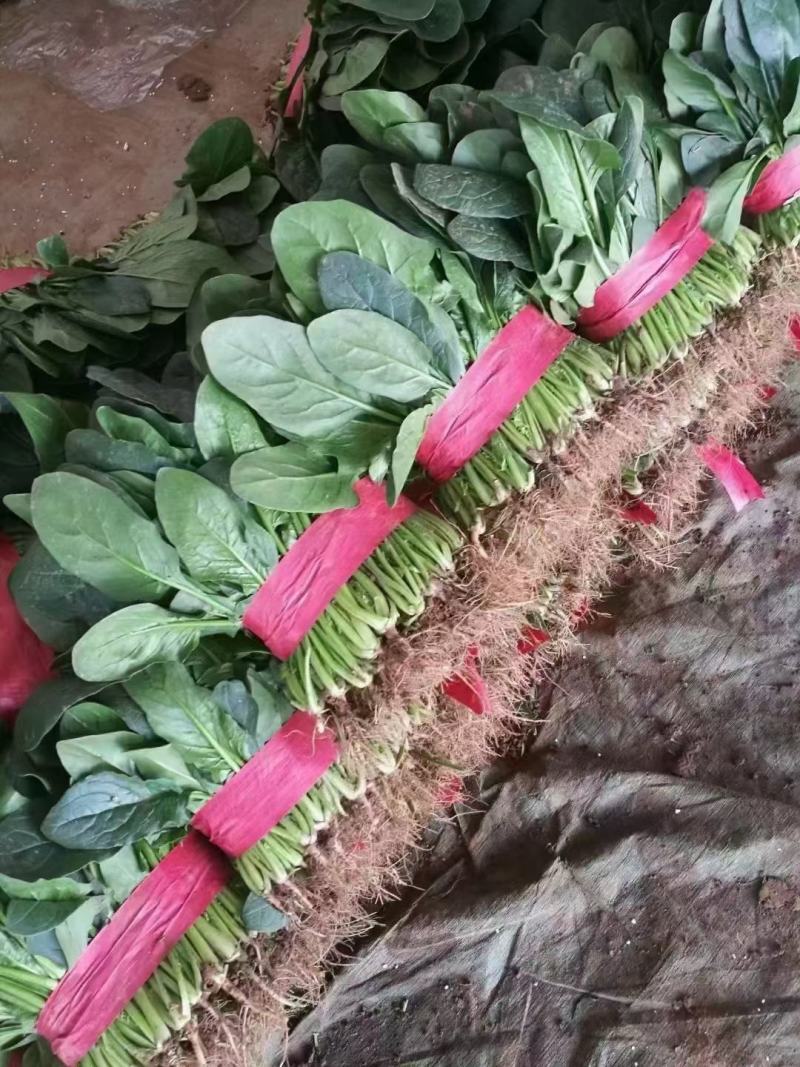 精品菠菜大量上市欢迎新老客户致电订购可打精包装可大冷