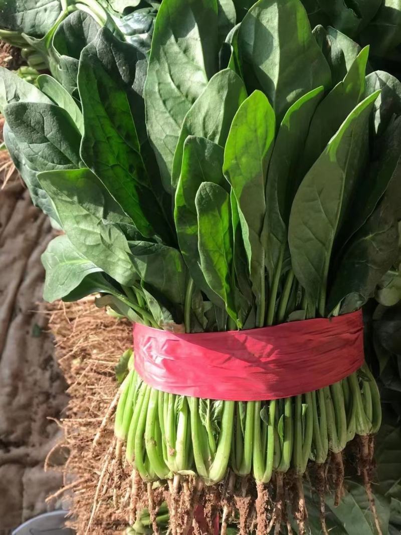 精品菠菜大量上市欢迎新老客户致电订购可打精包装可大冷
