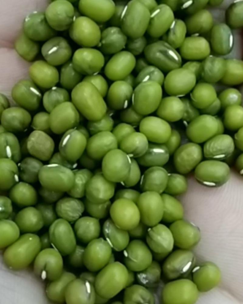 油绿豆，澳洲大粒绿豆