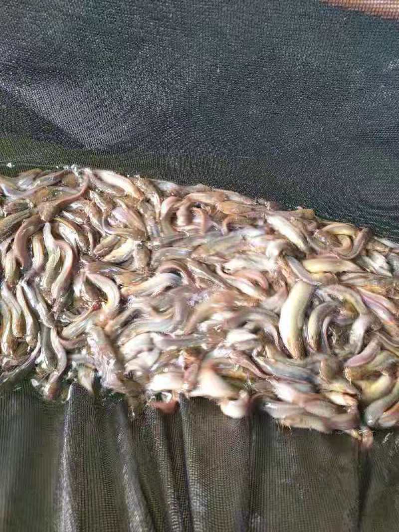 三黄塘鲺鱼苗一手货源提供技术支持全国发货