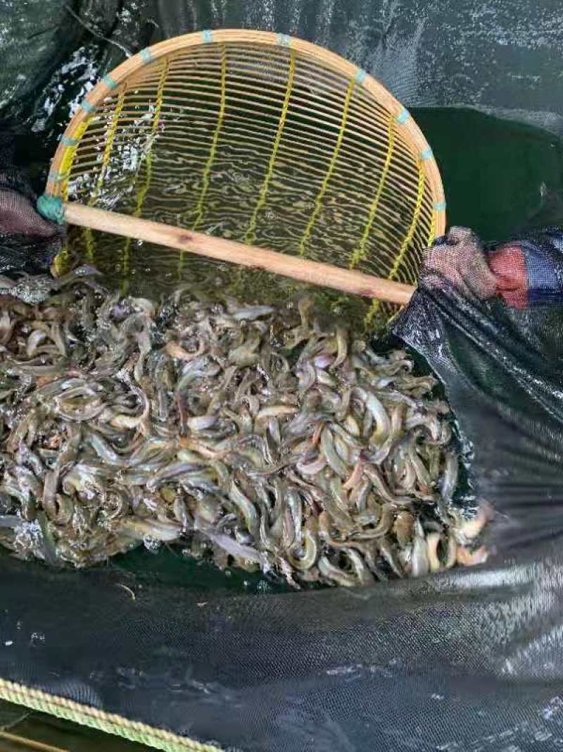 三黄塘鲺鱼苗一手货源提供技术支持全国发货