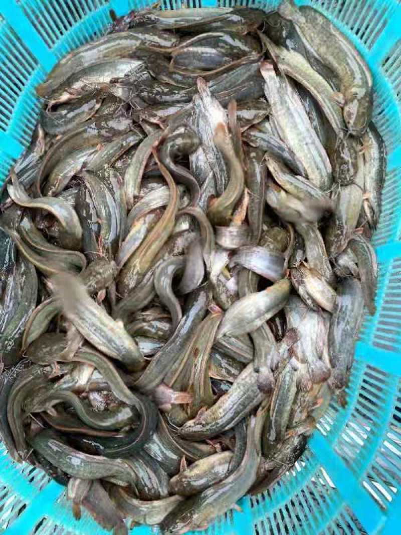三黄塘鲺鱼苗一手货源提供技术支持全国发货