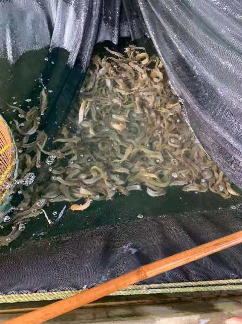 三黄塘鲺鱼苗一手货源提供技术支持全国发货