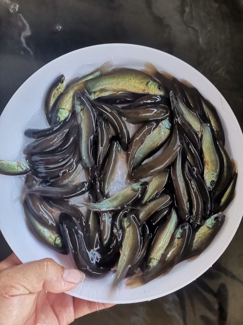丁桂鱼苗丁岁鱼苗规格齐全抗病能力强全国发货